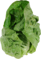 Organic Red Boston Lettuce