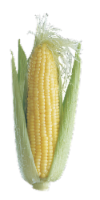 Organic Yellow Sweet Corn