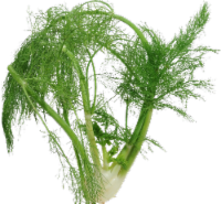 Organic - Fennel