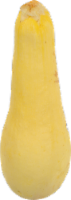Organic Yellow Squash