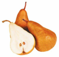 Bosc Pear Perspective: front