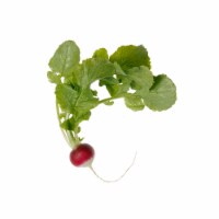 Sparkler Radish Perspective: Main