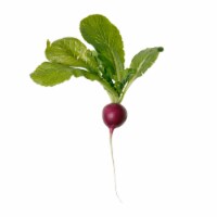 Purple Plum Radish Perspective: Main