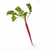 Cincinnati Radish Perspective: Main