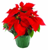 Poinsettia Potted Plant