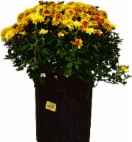 Hardy Mum Flower