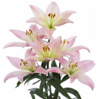 Bloom Haus Assorted Longiflorum Asiatic Hybrid Lilies