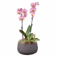 Bloom Haus Fresh Live Orchid Garden