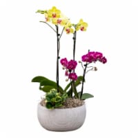 Bloom Haus Fresh Live Orchid Garden Perspective: Main