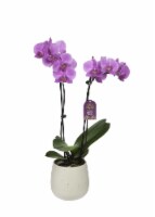 Bloom Haus Premium Live Potted Orchids Perspective: Main