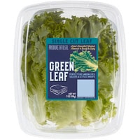 Green Leaf Lettuce