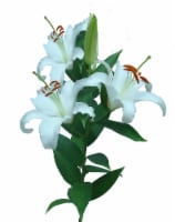 Bloom Haus White Oriental Lillies