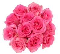 Bloom Haus™ Dozen Rose Bunch - Pink, 12-stem