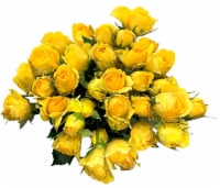 Bloom Haus Garden Delight - Yellow Spray Roses Perspective: Main