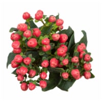 Bloom Haus Pink Hypericum