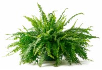 Bloom Haus Hanging Boston Fern 10 inch Pot