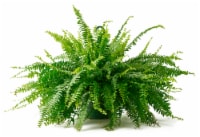 Bloom Haus Hanging Boston Fern 10 inch Pot