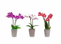 Fresh Live Potted Orchid in Container Perspective: Main