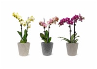 Fresh Live Potted Orchid in Container Perspective: Main