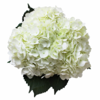 Blue Hydrangea - TF129-1 ($69.26)