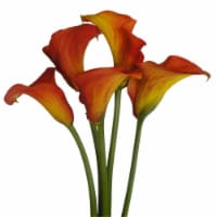 Bloom Haus Premium Calla Lilies
