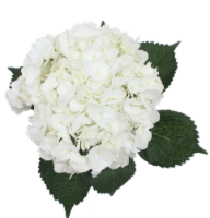 Longfield Gardens Pink/Red Hydrangea's | Costco