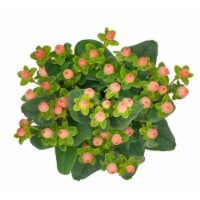 Bloom Haus Hypericum - Assorted Perspective: Main