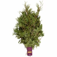 BLOOM HAUS™ White Cedar Boughs
