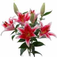 Bloom Haus Oriental Lily Bunch