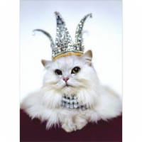 Avanti Princess Kitten Birthday Card Perspective: Main