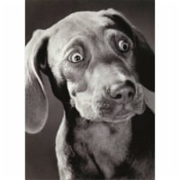 Avanti Surprised Weimeraner Funny / Humorous Birthday Card Perspective: Main