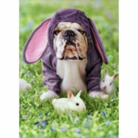 Avanti Dog In Bunny Suit Funny / Humorous Bulldog Easter Card Perspective: Main