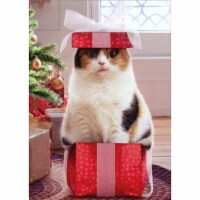 Avanti Cat In Small Box Funny / Humorous Christmas Card Perspective: Main