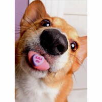 Avanti Dog with Candy Heart on Tongue Valentine's Day Card Perspective: Main