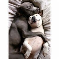 Avanti Two Dogs Snuggling Cute Valentine's Day Card Perspective: Main