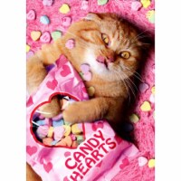 Avanti Sweetheart Cat Funny Valentine's Day Card Perspective: Main