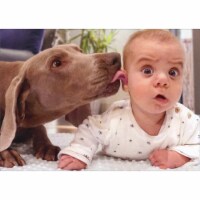 Avanti Dog Licks Baby's Ear Funny / Humorous Birthday Card Perspective: Main