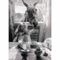 Avanti Press Greeting Card Francis the Mule Perspective: Main