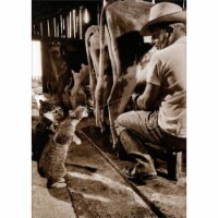 Avanti Press Greeting Card Cat Catching Milk Perspective: Main