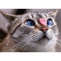 Avanti Cat with Candy Heart on Nose Funny / Humorous Valentine's Day Card Perspective: Main