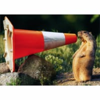 Avanti Groundhog Shouting Into Construction Cone Humorous: Funny Graduation Card Perspective: Main