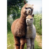 Avanti Alpaca Mom and Child Mother's Day Card for Mom : Mother Perspective: Main