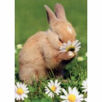 Avanti Press Greeting Cards Easter Bunny Smelling Flower Perspective: Main