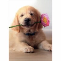 Avanti Golden Puppy With Pink Flower in Mouth Cute Dog Mother's Day Card Perspective: Main