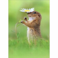 Avanti Prairie Dog Holding White Daisy Cute Animal Valentine's Day Card Perspective: Main