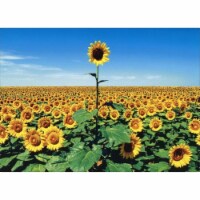 Avanti Sunflower Field Thank You Card Perspective: Main