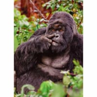 Avanti Press Greeting Cards Birthday Gorilla Picking Nose Perspective: Main