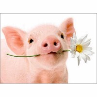 Avanti Press Greeting Cards Blank Pig Holds Flowers Perspective: Main