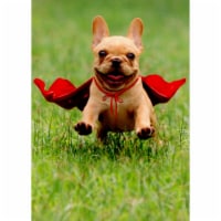 Avanti Frenchie Jumping Wearing Red Cape Dog Thank You Card Perspective: Main