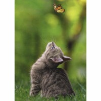 Avanti Press Greeting Cards Support - Cat with Butterfly Perspective: Main